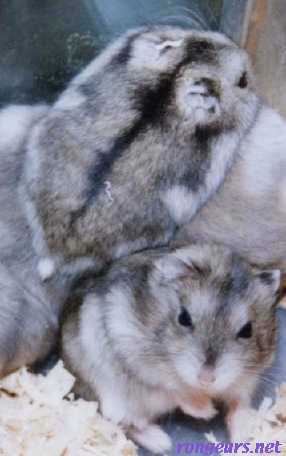 tit hamster tout mimi